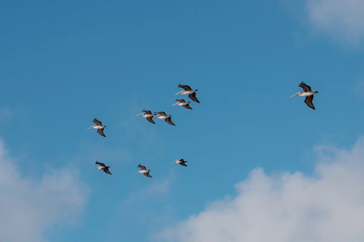Pelicans flying in the blue sky during a sunrise marriage proposal at Vista Park